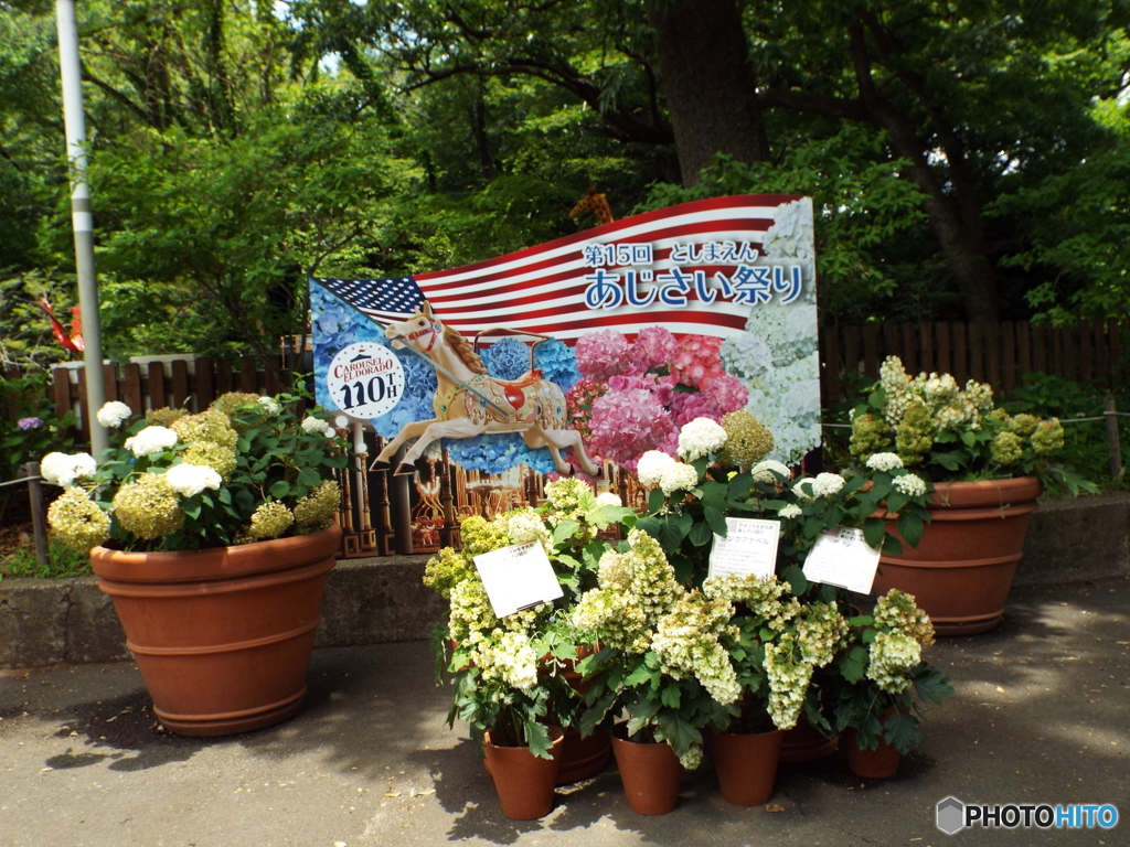 豊島園・紫陽花1