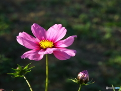秋桜12