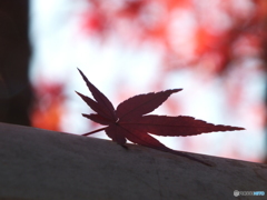 もみじ2