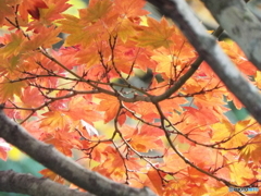 紅葉の日本庭園21