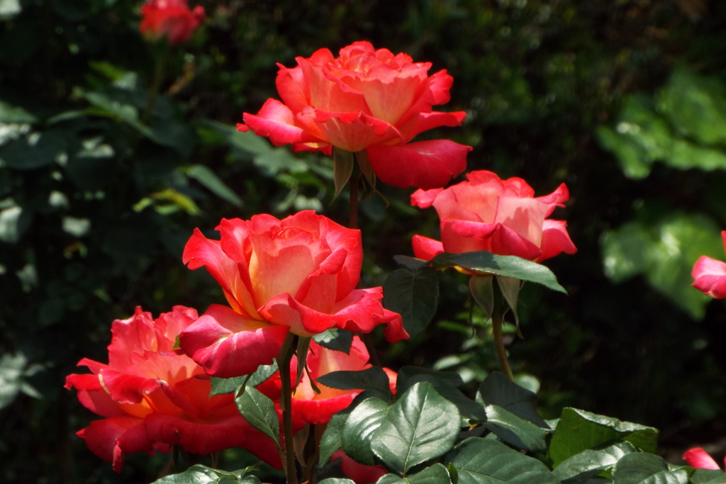 智光山公園・薔薇12