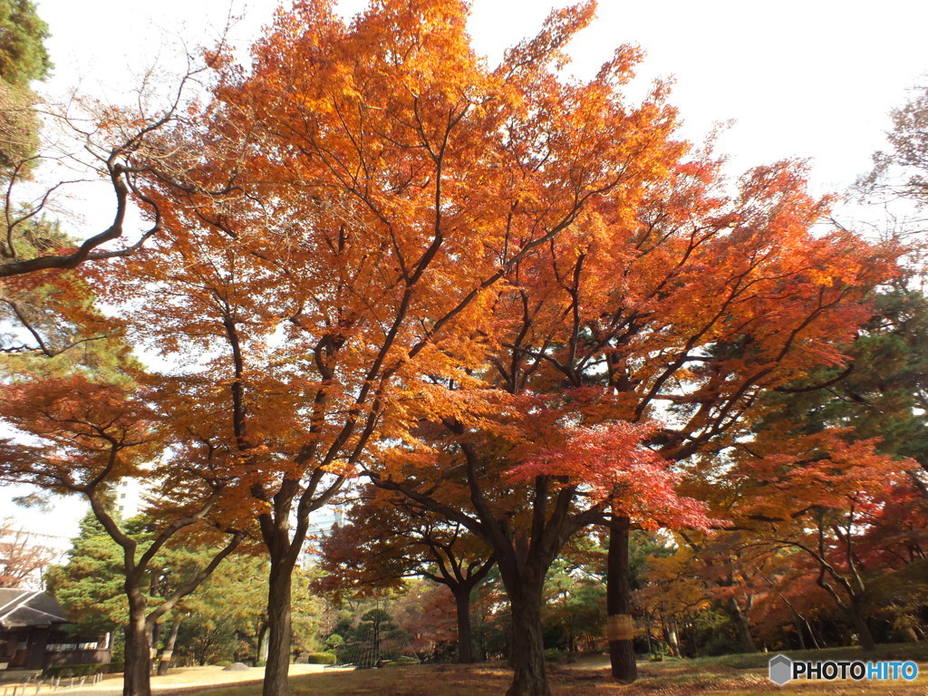 秋の殿ヶ谷戸庭園5