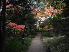 殿ヶ谷戸庭園12