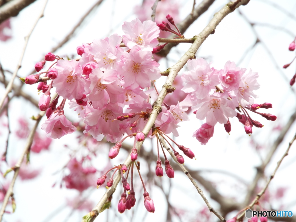 枝垂れ桜4