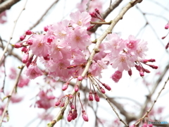 枝垂れ桜4