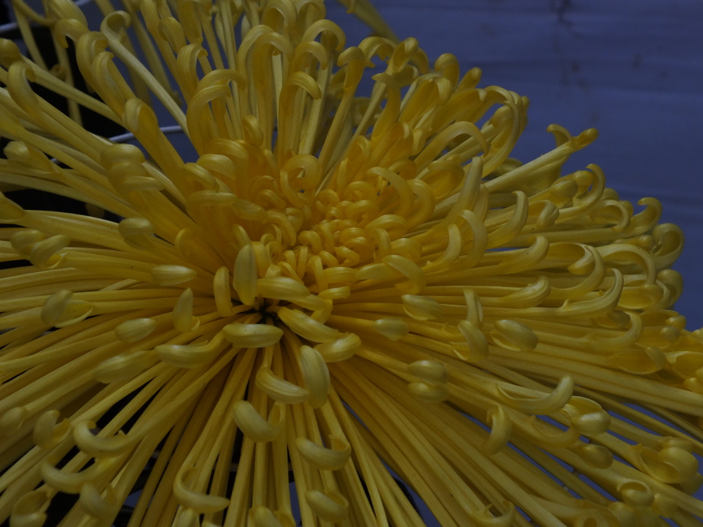 菊花展13