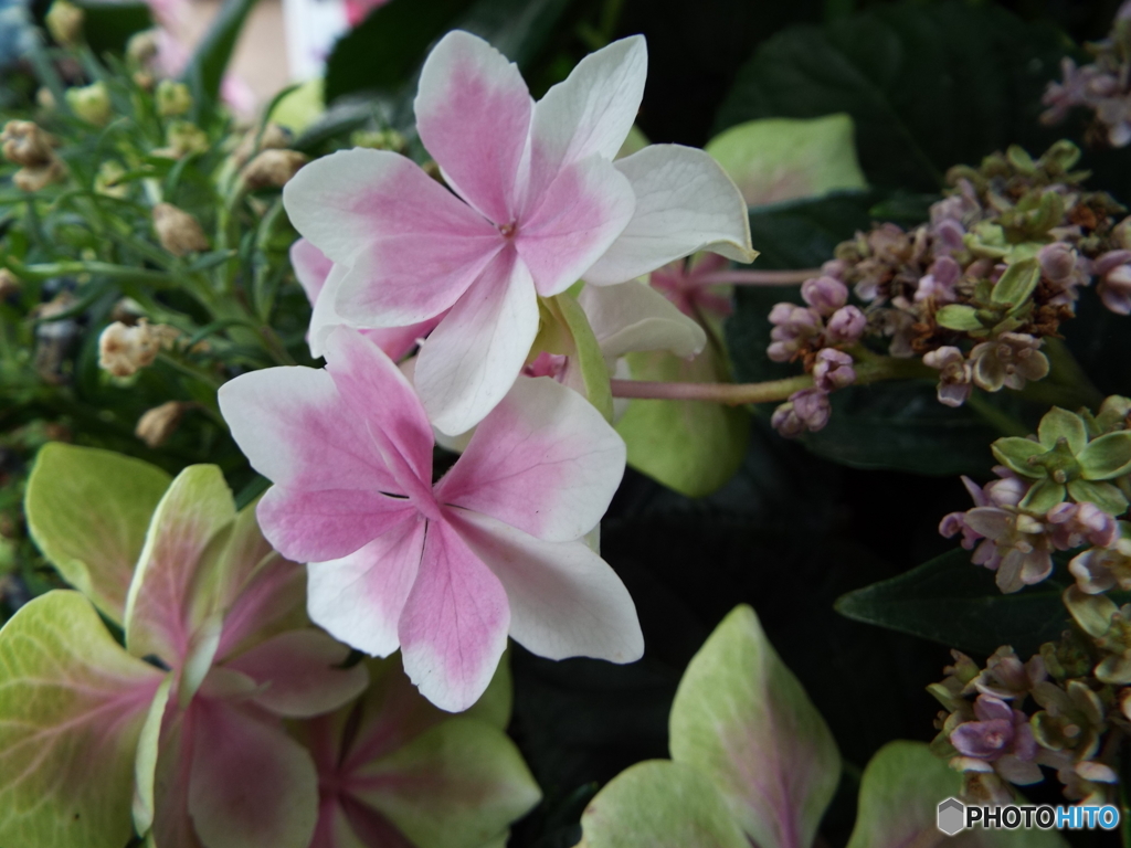 豊島園・紫陽花13