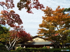 紅葉の日本庭園26