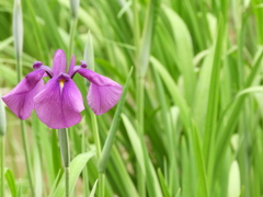 花菖蒲10