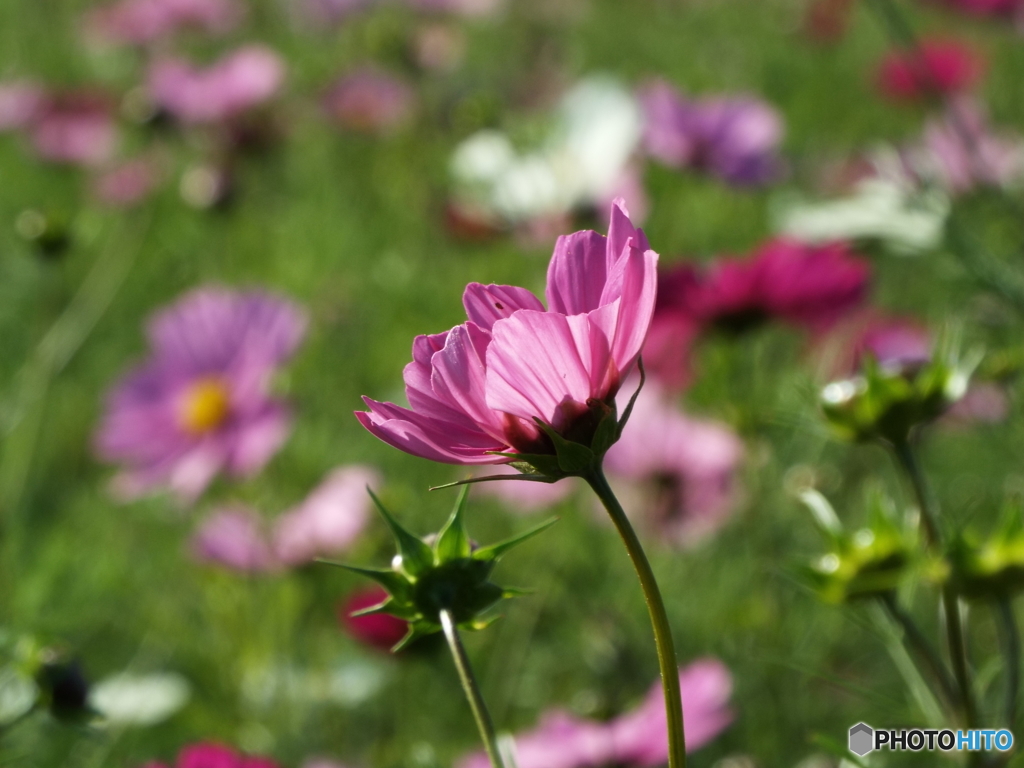 秋桜11