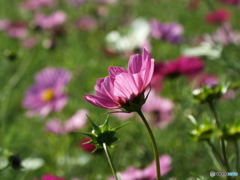 秋桜11