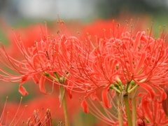 彼岸花11