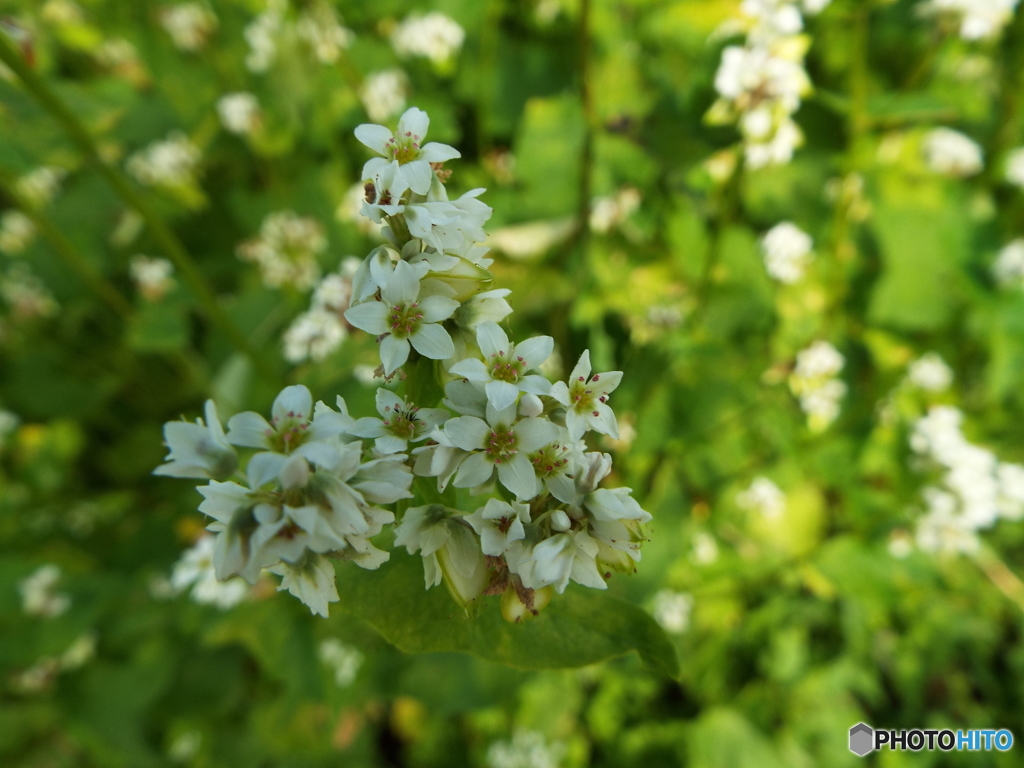 蕎麦の花2