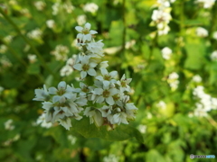 蕎麦の花2