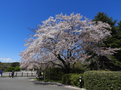 昭和記念公園・桜 2