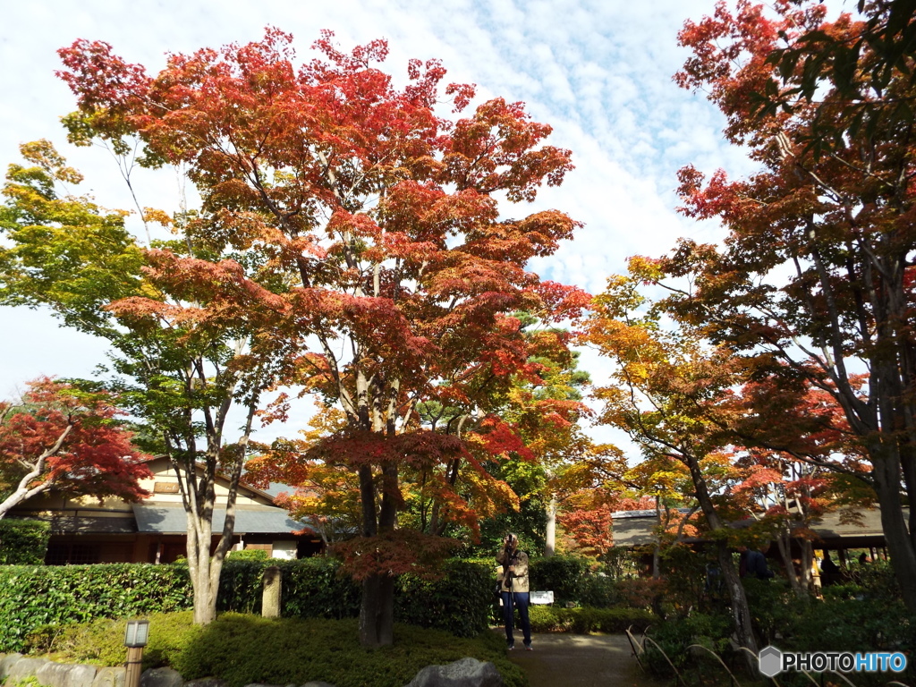 紅葉の日本庭園28