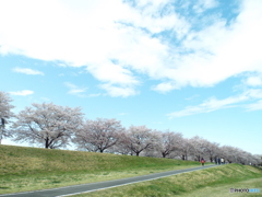 お花見13