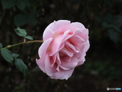 秋薔薇7
