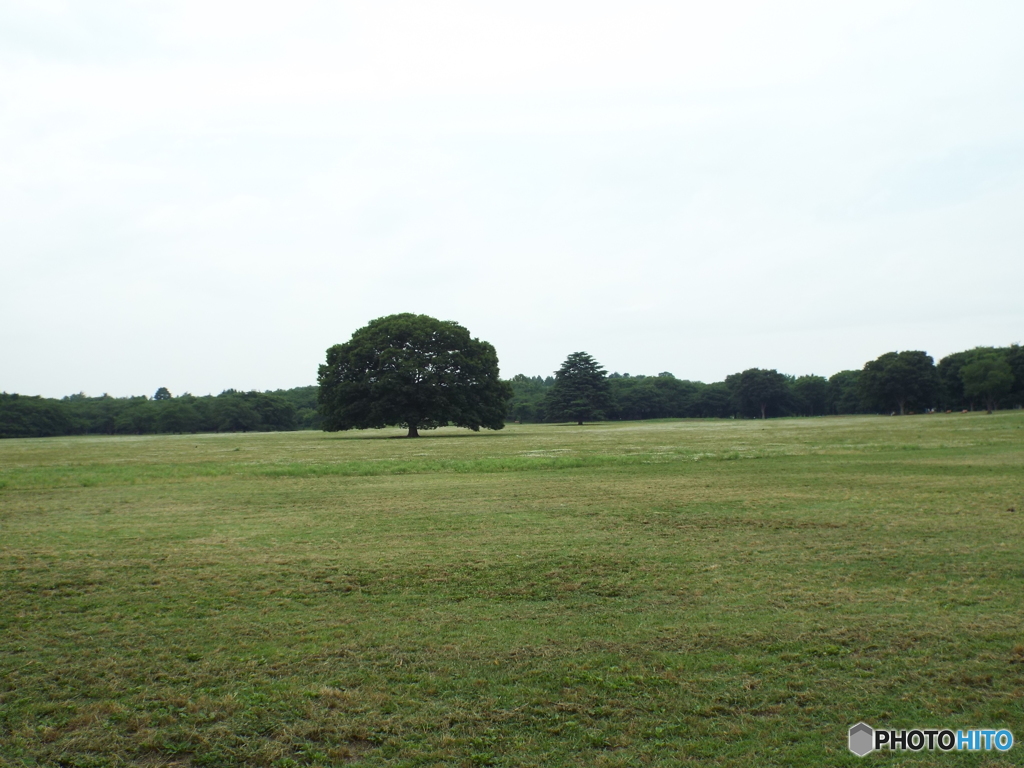 深緑の昭和記念公園12