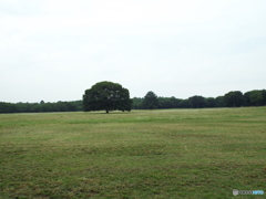 深緑の昭和記念公園12