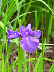 智光山公園・花菖蒲20