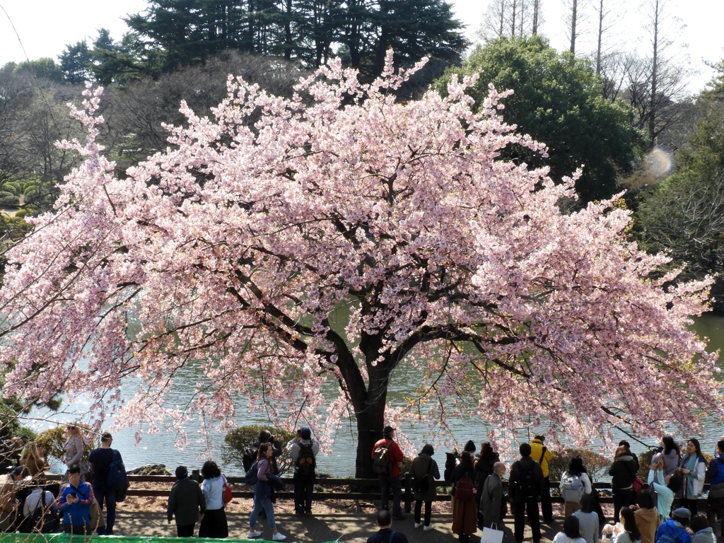修善寺桜11