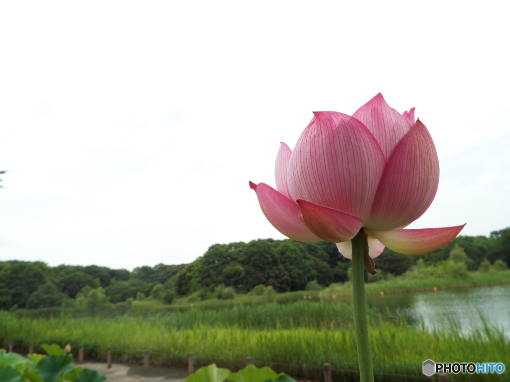 昭和記念公園・蓮20