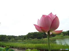 昭和記念公園・蓮20