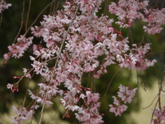枝垂れ桜1