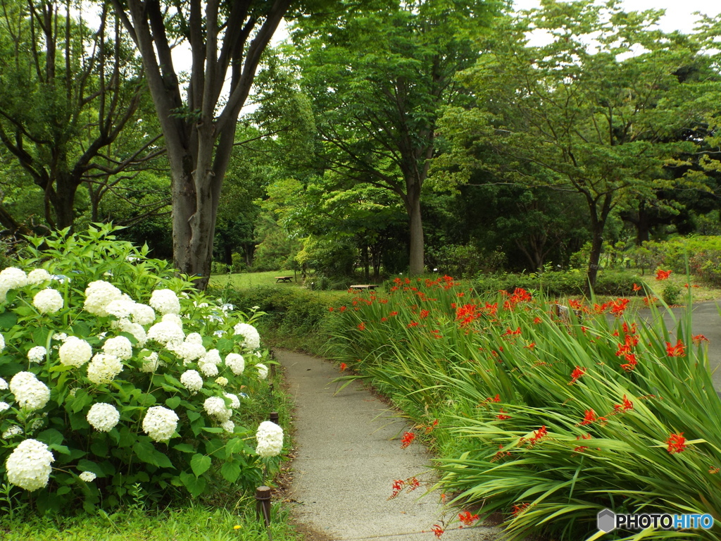 深緑の昭和記念公園11