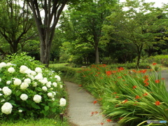深緑の昭和記念公園11