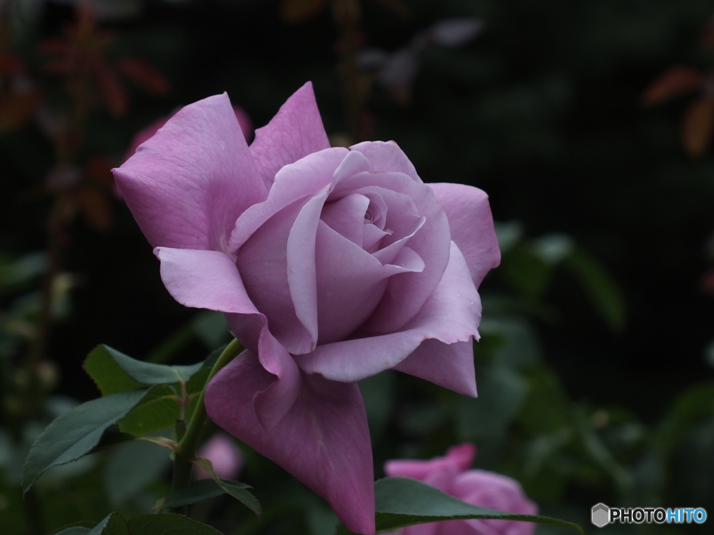 薔薇2