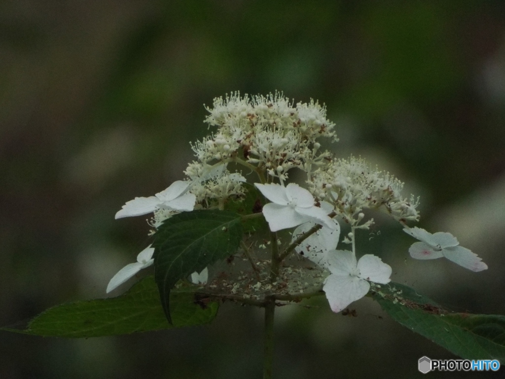 昭和記念公園・紫陽花16