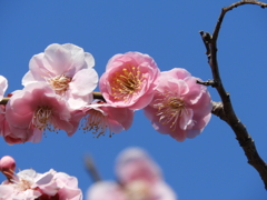 枝垂れ梅4