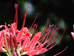 彼岸花4