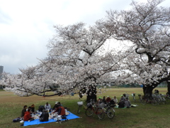 お花見3