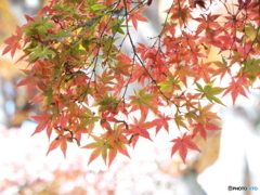 殿ヶ谷戸庭園・もみじ9