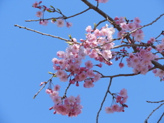 散歩道・枝垂れ桜3