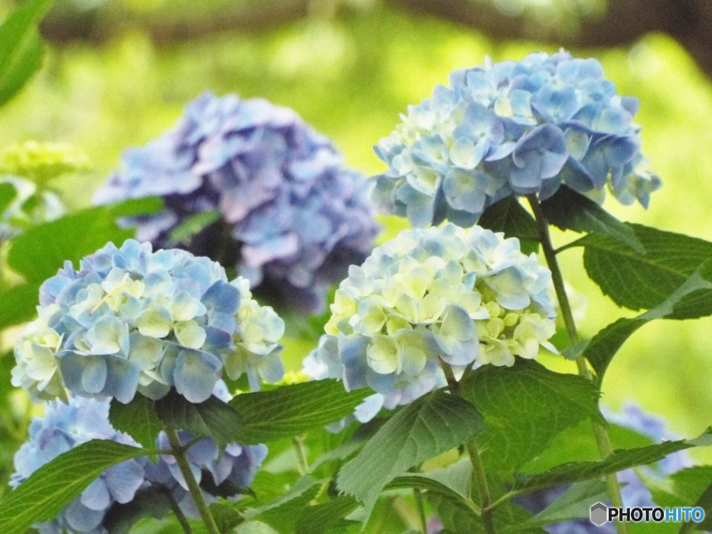 昭和記念公園・紫陽花12
