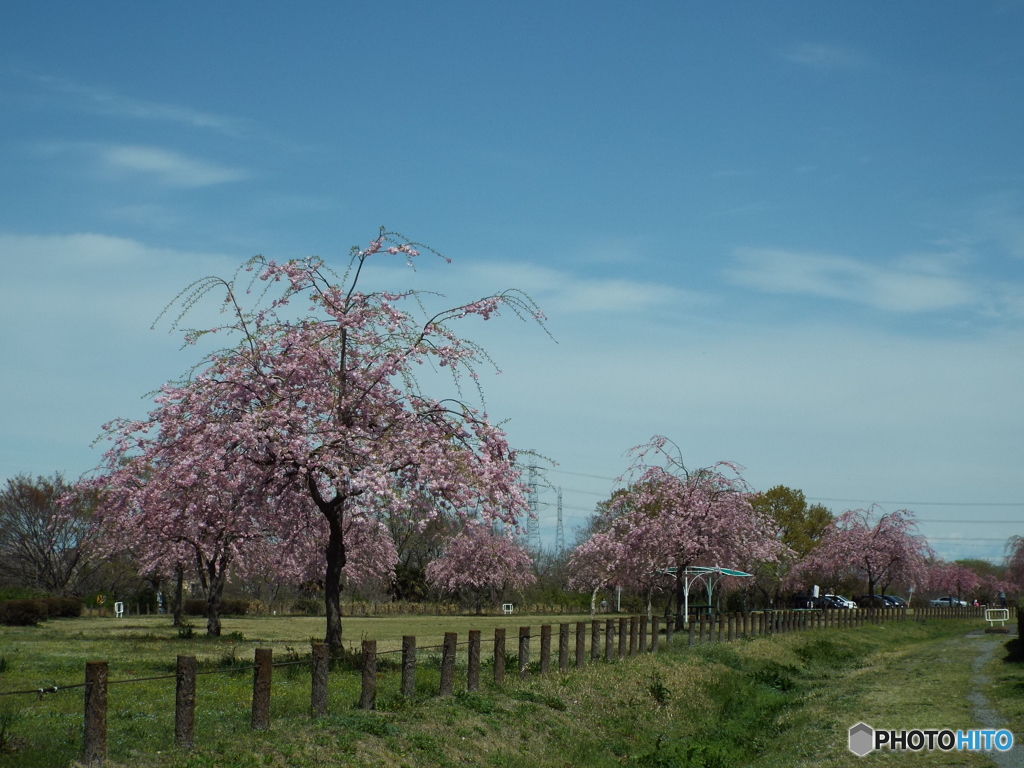 枝垂れ桜1