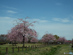 枝垂れ桜1