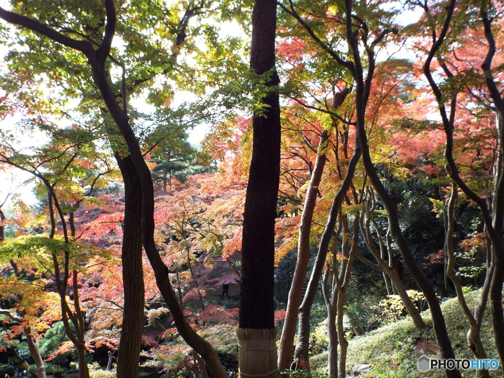 殿ヶ谷戸庭園の秋11