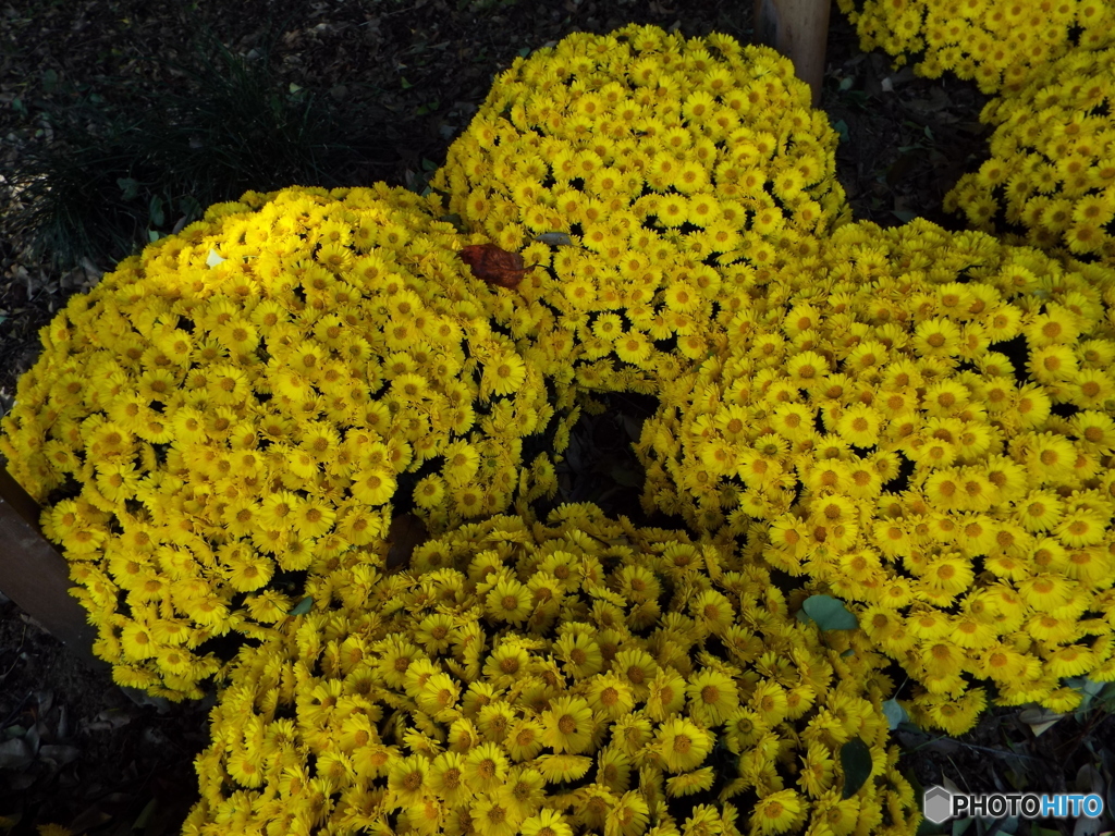 新宿御苑菊花壇展21
