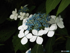 東京都薬用植物園・紫陽花8