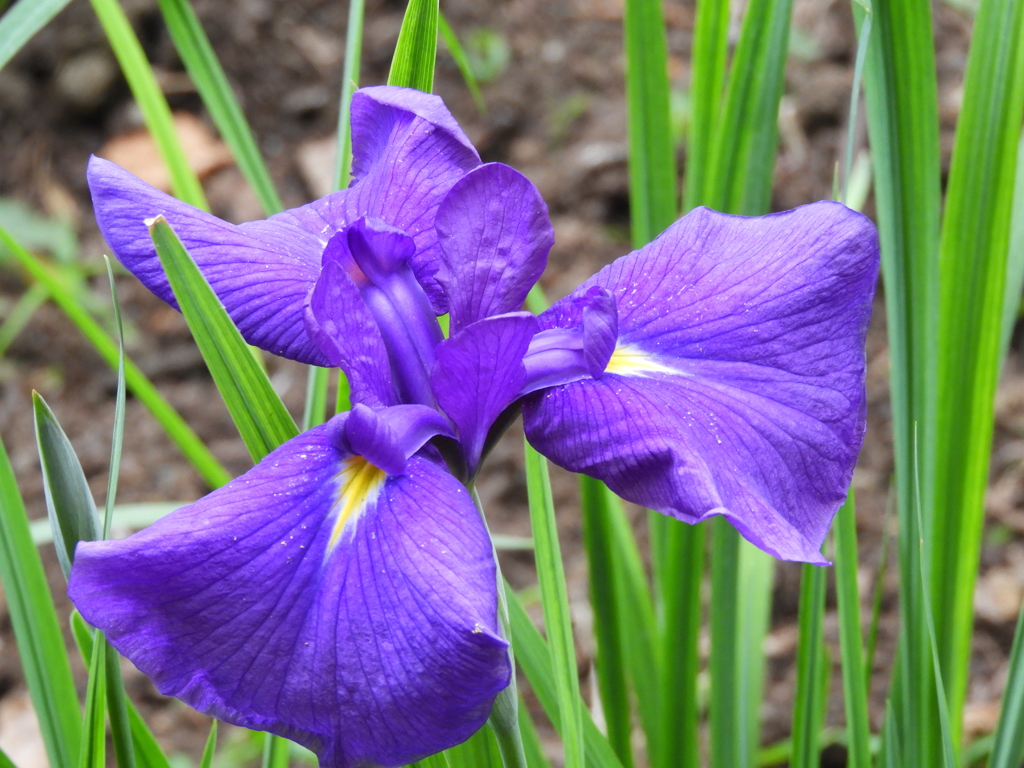 智光山公園・花菖蒲2