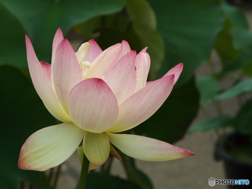 昭和記念公園・蓮5