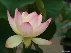 昭和記念公園・蓮5