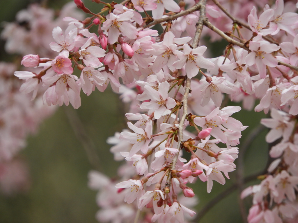 枝垂れ桜3