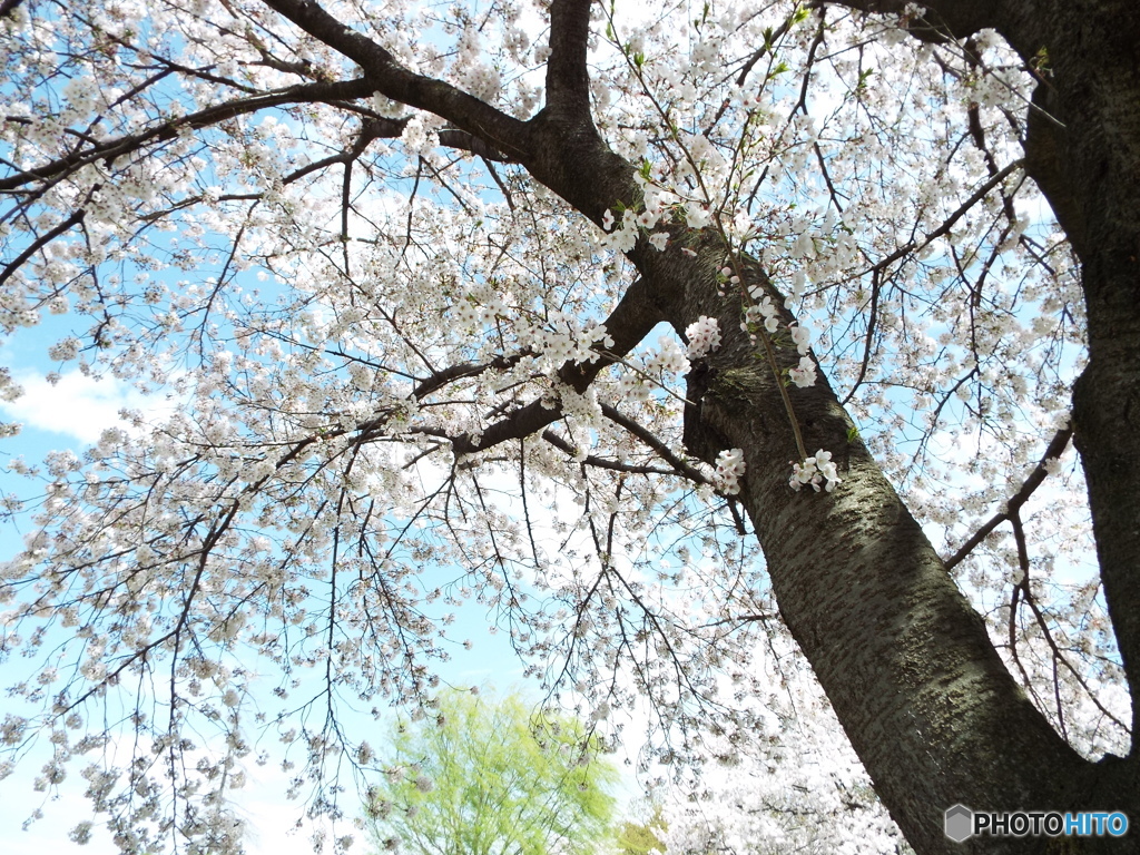 桜5