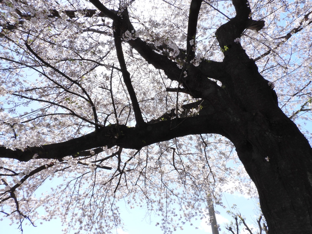 散歩道・桜6